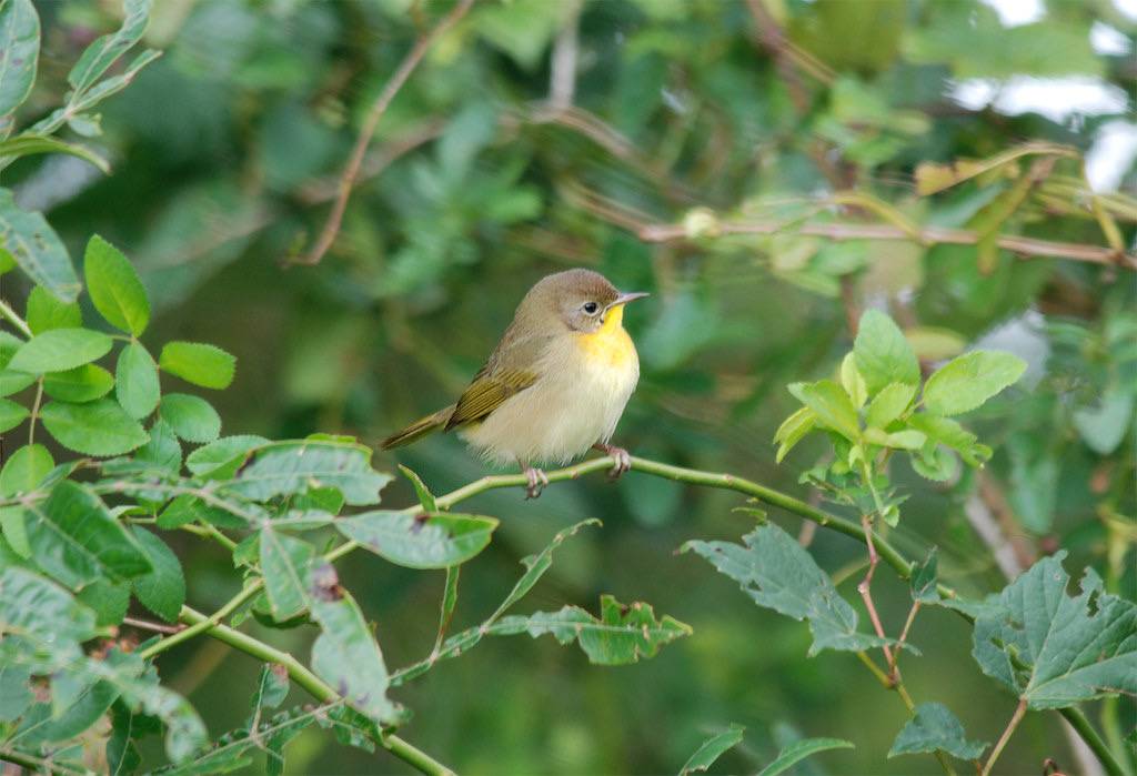 Common Yellowthroat by Billtacular is licensed under CC BY-NC-ND 2.0